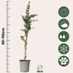 Plant in a Box Zilvereucalyptus - Set van 2 - Eucalyptus - Hoogte 90-110cm - ⌀19cm