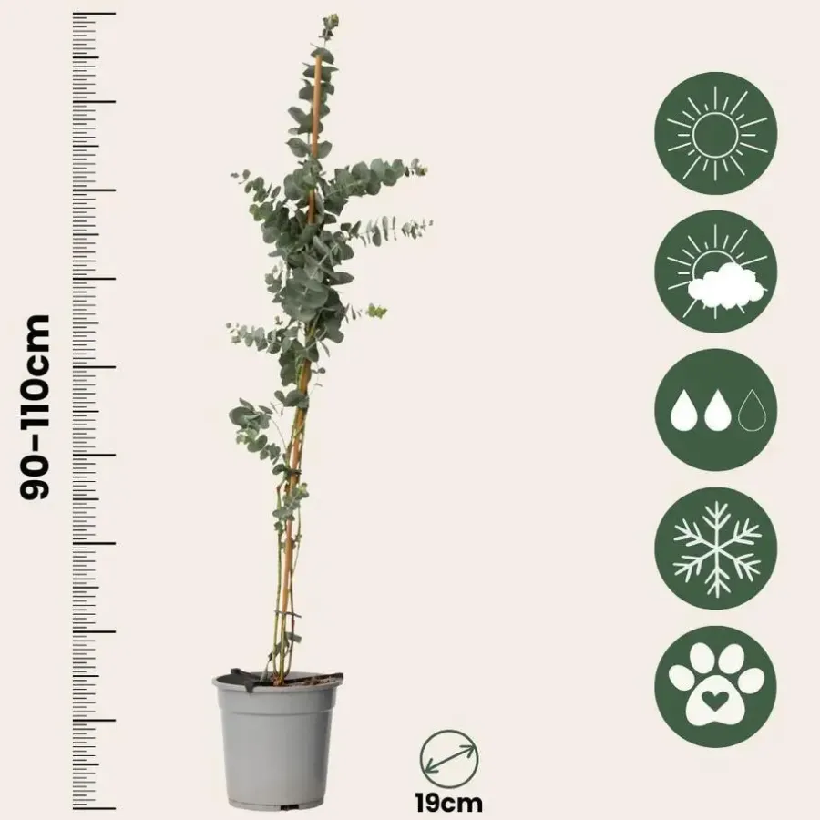 Plant in a Box Zilvereucalyptus - Set van 2 - Eucalyptus - Hoogte 90-110cm - ⌀19cm