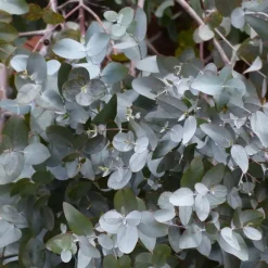 Plant in a Box Zilvereucalyptus - Set van 2 - Eucalyptus - Hoogte 90-110cm - ⌀19cm