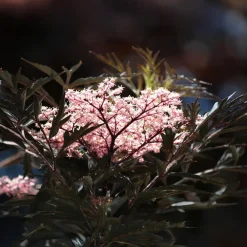 Planten-Plant in a Box Zwarte vlier - Set van 2 - Sambucus nigra 'Black Lace' - Hoogte 25-40cm - ⌀17cm