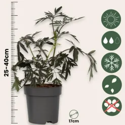 Planten-Plant in a Box Zwarte vlier - Set van 2 - Sambucus nigra 'Black Lace' - Hoogte 25-40cm - ⌀17cm
