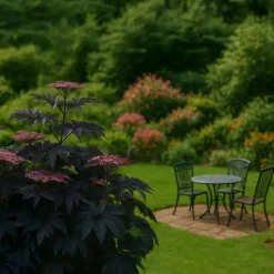 Planten-Plant in a Box Zwarte vlier - Set van 2 - Sambucus nigra 'Black Lace' - Hoogte 25-40cm - ⌀17cm