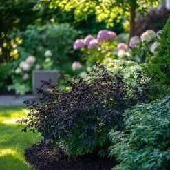 Planten-Plant in a Box Zwarte vlier - Set van 2 - Sambucus nigra 'Black Lace' - Hoogte 25-40cm - ⌀17cm