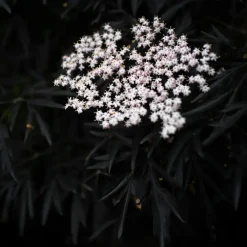 Planten-Plant in a Box Zwarte vlier - Set van 2 - Sambucus nigra 'Black Lace' - Hoogte 25-40cm - ⌀17cm