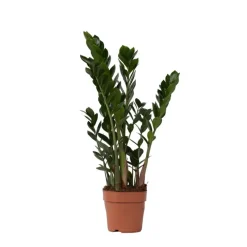 Kamerplanten-Plant in a Box ZZ-plant - Zamioculcas Zamiifolia - Hoogte 55-65cm - ⌀17cm