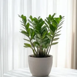 Kamerplanten-Plant in a Box ZZ-plant - Zamioculcas Zamiifolia - Hoogte 55-65cm - ⌀17cm
