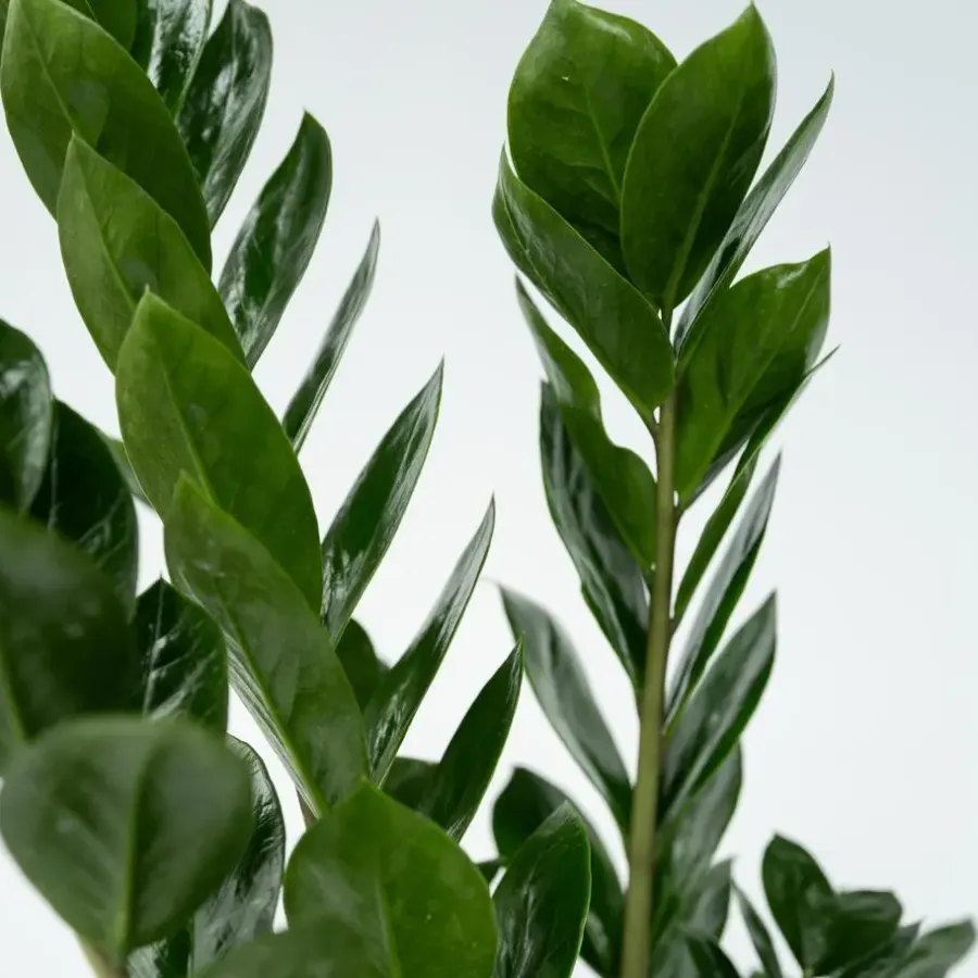 Kamerplanten-Plant in a Box ZZ-plant - Zamioculcas Zamiifolia - Hoogte 55-65cm - ⌀17cm