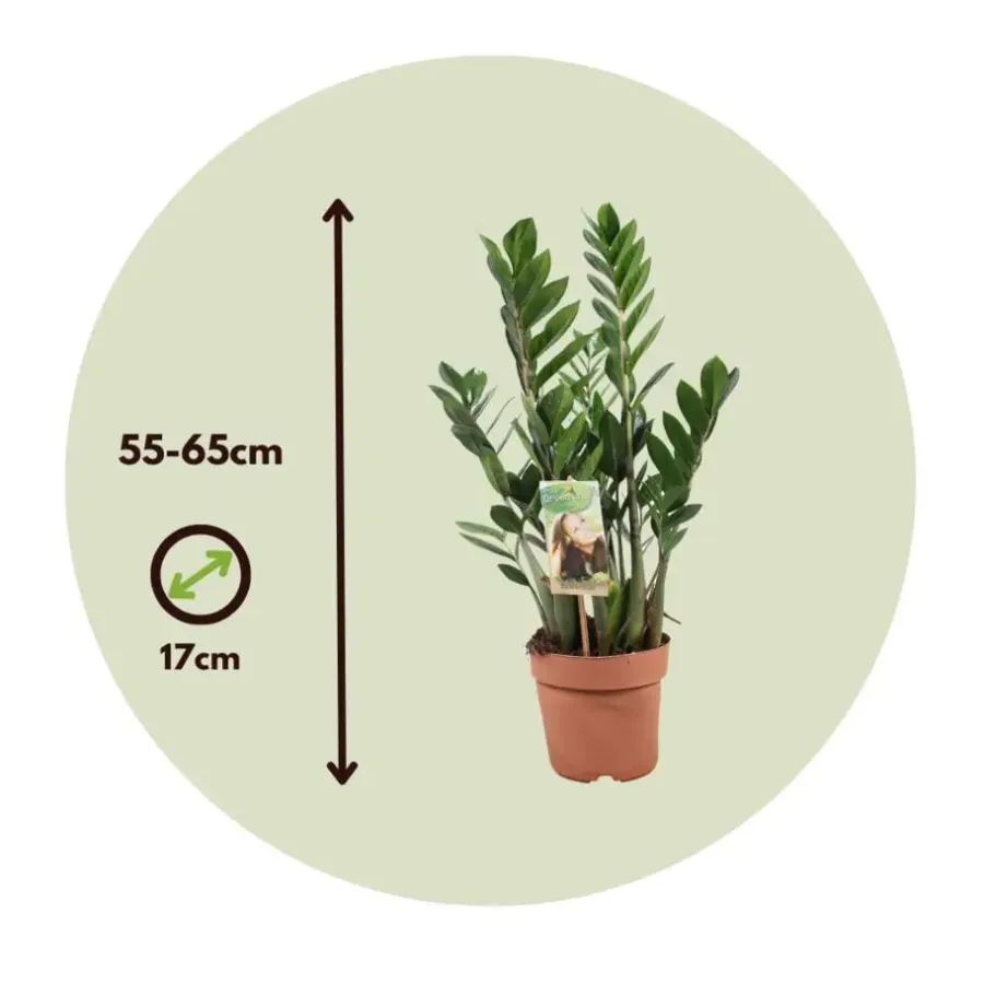 Kamerplanten-Plant in a Box ZZ-plant - Zamioculcas Zamiifolia - Hoogte 55-65cm - ⌀17cm
