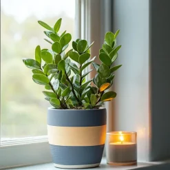 Kamerplanten-Plant in a Box ZZ-plant - Zamioculcas Zamiifolia - Hoogte 55-65cm - ⌀17cm