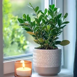 Kamerplanten-Plant in a Box ZZ-plant - Zamioculcas Zamiifolia - Hoogte 55-65cm - ⌀17cm