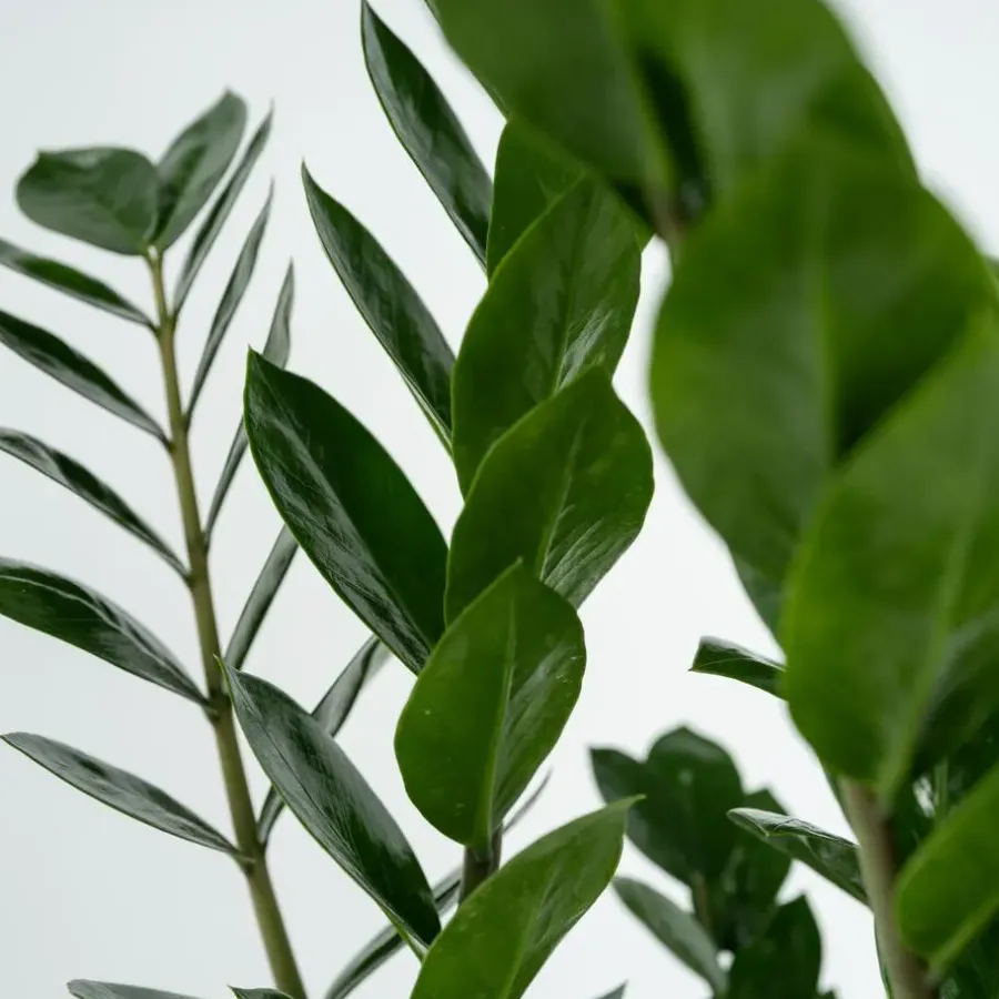 Kamerplanten-Plant in a Box ZZ-plant - Zamioculcas Zamiifolia - Hoogte 55-65cm - ⌀17cm